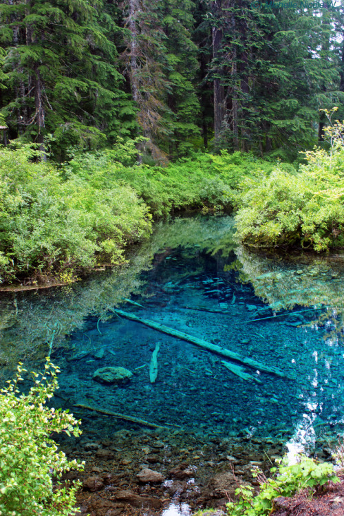 bright-witch:The Wellspring - June 2016Pacific Northwest photography © Michelle Nicole.My Blog 