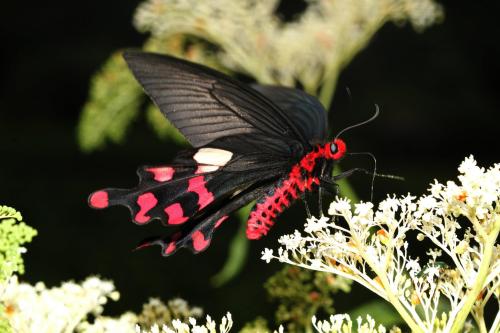 onenicebugperday:Common windmill butterfly, Byasa polyeuctes, Papilionidae (Swallowtails)F
