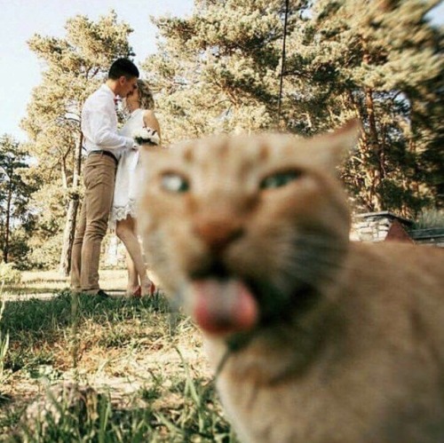 unflatteringcatselfies:Not a selfie, but the best photobomb ever