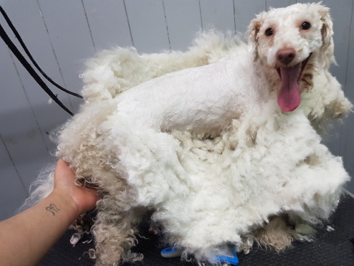 kushonthecoast: triggeredmedia: vadenspoo: grooming-tails:  Here is the most sweet patient lovely bo
