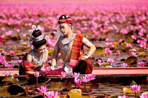srirachini: The Red Lotus Sea in Udon Thani, ThailandThis spectacular site is home to millions of lo