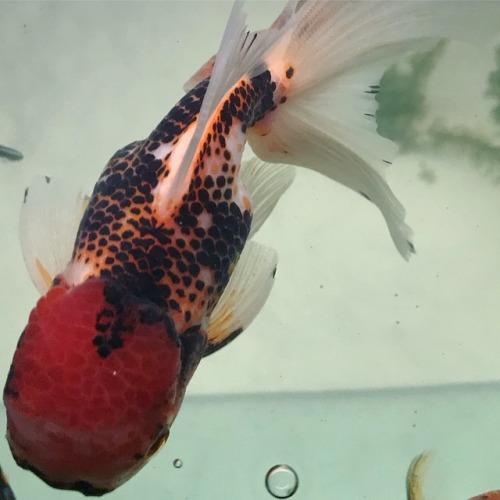 oranda goldfish