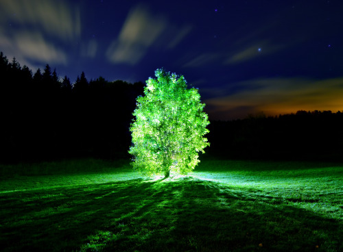 somedudeonasuzuki: sixpenceee: Bioluminscent trees could light up our streets! Dutch designer D