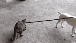 cineraria:  Cat taking the dog home - YouTube 