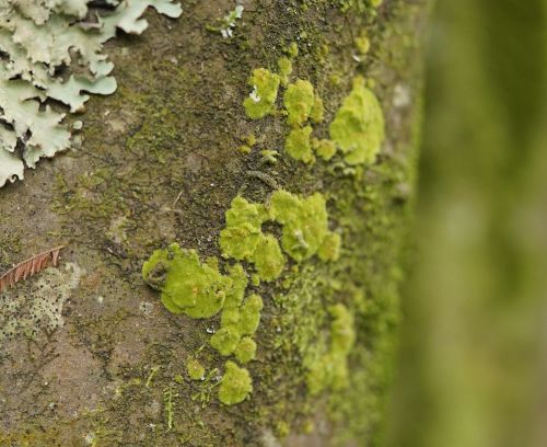 lichenaday: Coenogonium implexum *high pitched squeeking noises* can you believe this adorable lil p