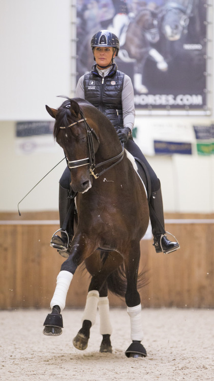 ChippendaleLord Leatherdale x Ti AmoDutch Warmblood, Stallion16.2hhBorn 2007