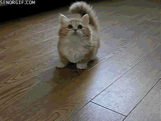 memator:  Kitten Tries to Go After The Toy http://ift.tt/1uDASMm http://ift.tt/1GA0xLx