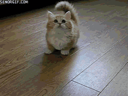 Memator:  Kitten Tries To Go After The Toy Http://Ift.tt/1Udasmm Http://Ift.tt/1Ga0Xlx