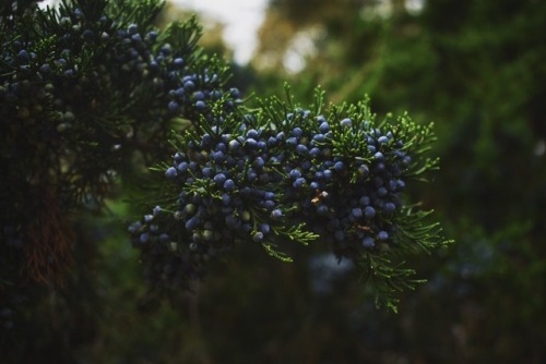 los-plantalones:eastern juniper.