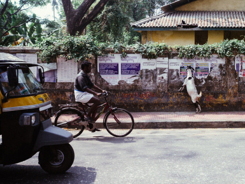 Autorickshaw, cyclist and a goat, Fort Kochi, India
