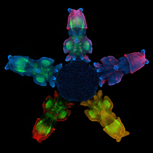 house-of-gnar:  Fluorescent Embryos  [Image 1] Chick ectopic limb. An FGF-4-soaked bead was implanted at stage 14. The embryo was fixed four days later, and stained with alcian blue to reveal the developing cartilage of the skeleton. An ectopic limb