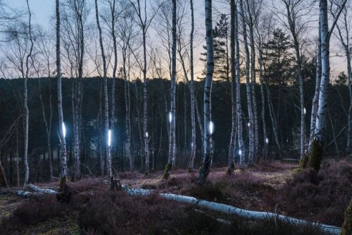 actegratuit:Marche Céleste: Alexis Pichot’s Illuminating Immersion Into the Forest of Fontainebleau 