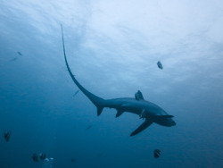 secretofthesea:  Thresher sharks can be found