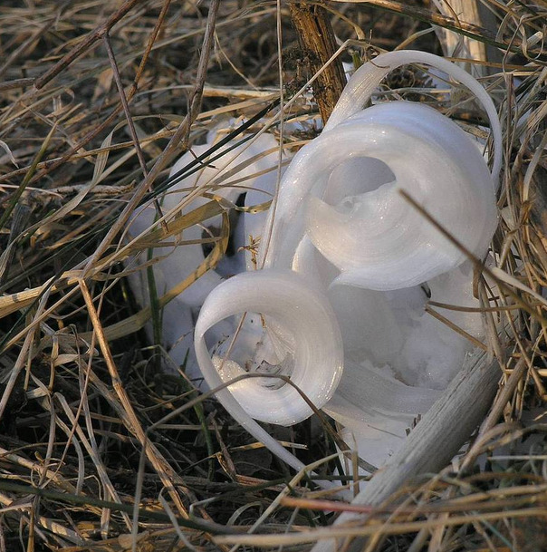 did-you-kno:  A frost flower is created on autumn or early winter mornings when ice