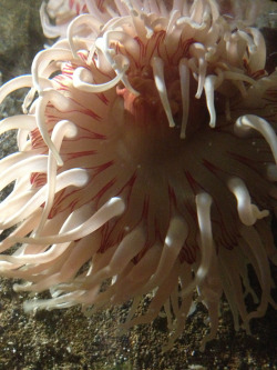 neaq:  Visitor pictures: Anemones (like the green sea anemone) may not be the most charismatic ocean animals, but they sure are beautiful. Thanks for sharing your pic, declaringshenanagins.