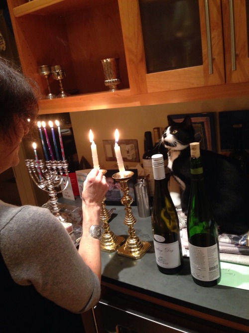 My cat thinks he&rsquo;s Jewish