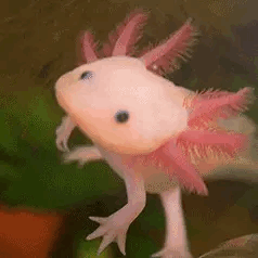 Axolotlpy From Itemlabel Themed Stimboard!!