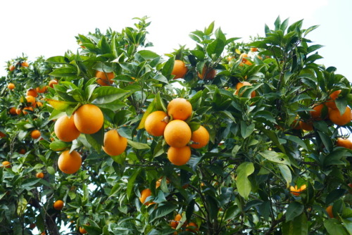 milkywayrollercoaster: Oranges and Lemons in my Garden photos cjmn