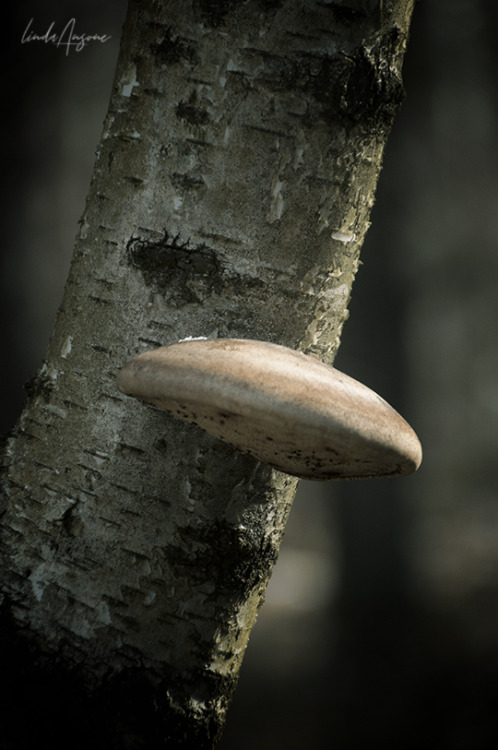 fomitopsis betulina