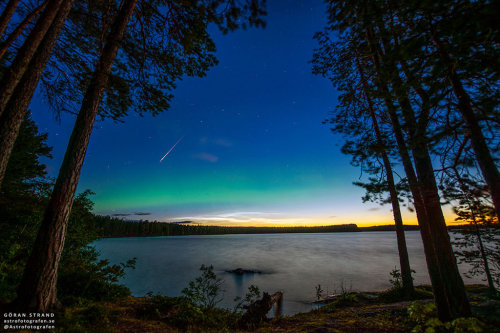 Perseid, Aurora, and Noctilucent Clouds : Night skies over northern Sweden can hold some tantalizing