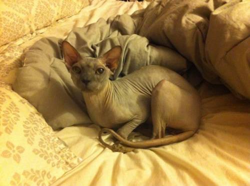 sphynx cat