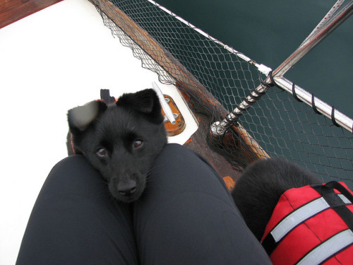 tempurafriedhappiness: Unbelievably charming pair of Schipperkes owned and photographed by Flickr us