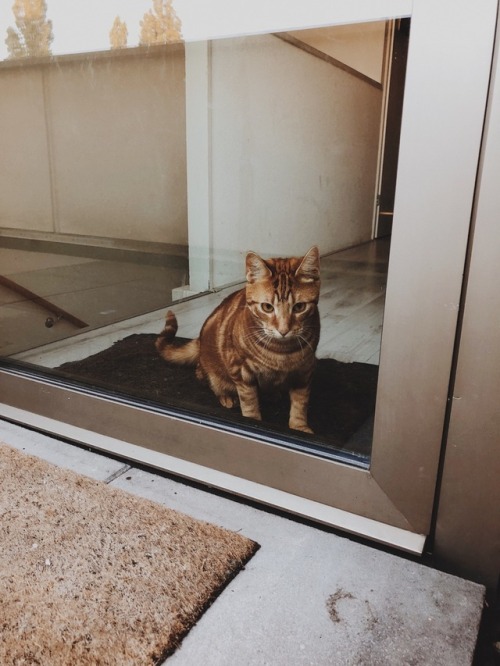 bigboldhead:another little boop i met when i was walking home