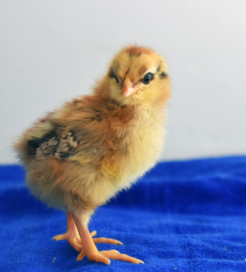 CHICKSSome of the babies from this past week’s hatch©TeenyTinyDinosaurFarm