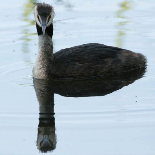 A Great Crested Grebe and their reflectionI love when on a still day you can capture such gorgeous