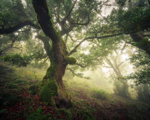 90377:The Cloud Forest of Fanal by Ricardo PestanaFacebook | 500px | Instagram