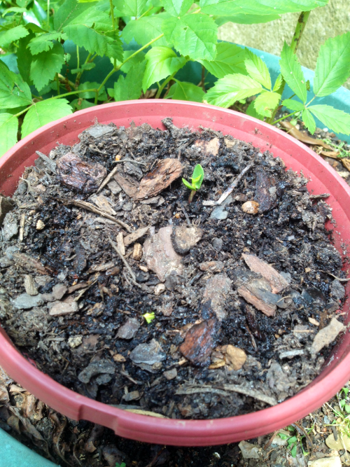 teratocybernetics:One fully visible apple (Pink Lady) seedling and one possibly ok one, out of five 