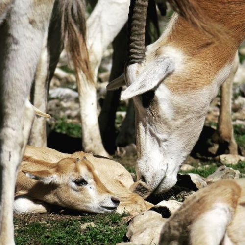 A member of the herd checks in with a very fresh scimitar-horned oryx calf. Once extinct in the wild
