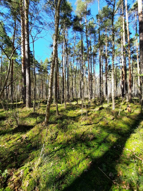 Anyone Who Wandered On A Mossy Carpet In The Forest Will Never Forget This Blissful Feeling.
