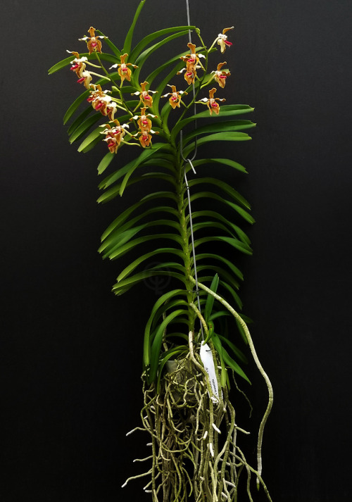 Vanda Lauren Gardiner (tessellata “pink lip” x cristata) {Hybrid}