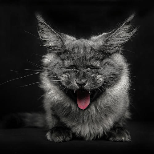 cwnerd12: littlelimpstiff14u2:   Robert Sijka  photographs Maine Coon cats and makes them look like majestic mythical beasts  The man who takes these glorious photos is Robert Sijka.   	“My passions are cats and photography, I do my best to combine