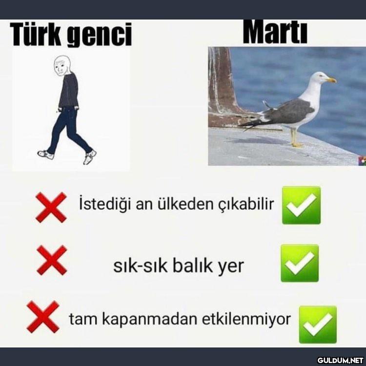 Martı > Türk genci  Türk...