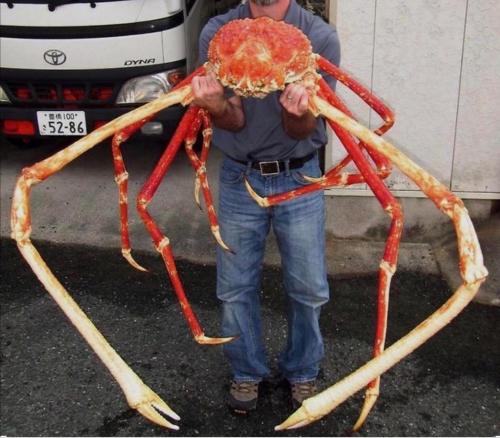 sixpenceee:The biggest crab in the world, the Japanese Spider Crab                          LETS EAT