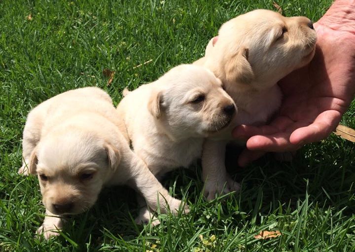 dogsandpupsdaily:  - Labrador Retriever. Want more? Follow:http://dogsandpupsdaily.tumblr.com/