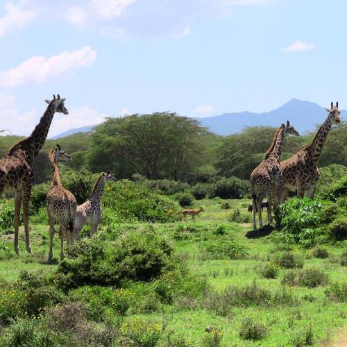 krykry1704: Throwback to a trip in Tanzania years ago .. Heaven on earth #safari #giraffes #jungle 
