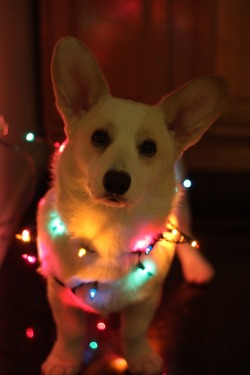 corgi-addict:  Happy Howlidays! 