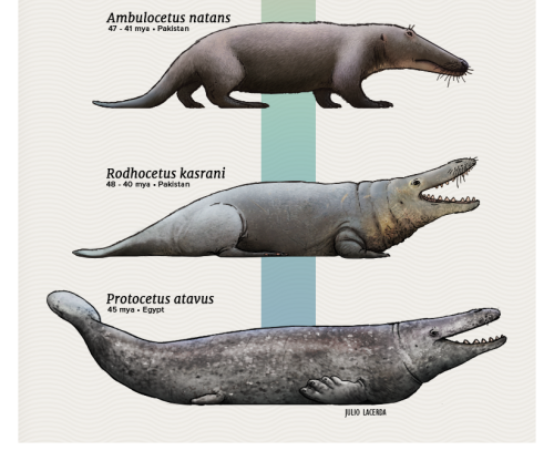 paleoart:Evolution Series: The Walking WhalesWhales are perhaps the most remarkable group of animals