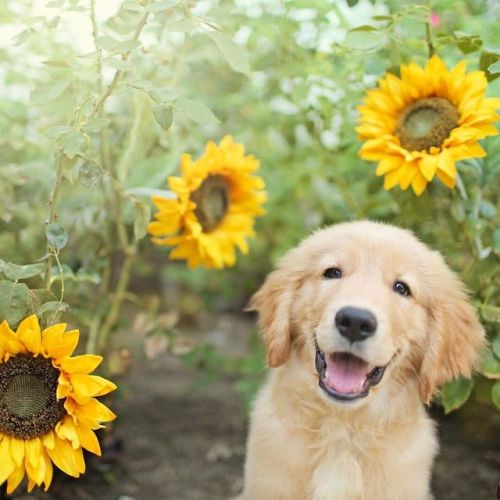 Porn aww-so-pretty: Dogs and sunflowers  photos