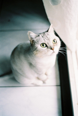 Cat en We Heart It. http://weheartit.com/entry/74361982/via/ChokriMonia