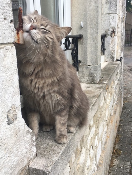 The happiest French kitty. Spotted in Provins, France