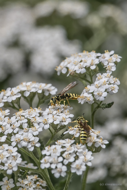 A pair of sweat bees busily pollinating white yarrow: (c) riverwindphotography, June, 2020