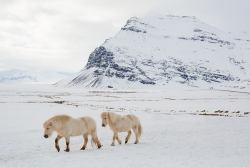 worldwaits:  Icelandic horses in the snow, 