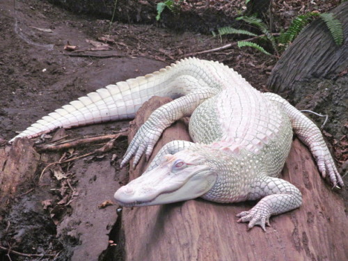 end0skeletal: Luna is an albino alligator at the North Carolina Aquarium at Fort FisherPhoto by: She