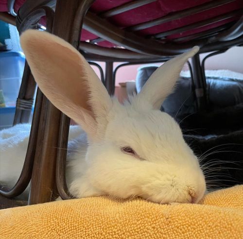 Irresistibly cute #bunny #bunnies #bunstagram #bunblr #houserabbit https://www.instagram.com/p/CPYr
