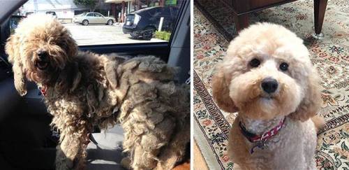 XXX  Rescued dogs - before and after! These people photo