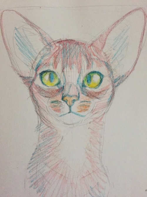 meow286: i drew this for a a step by step of how i draw w crayola crayons :3